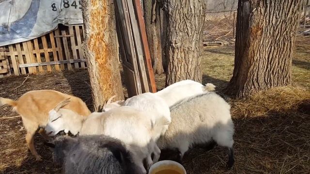 Про АСД для  коз.