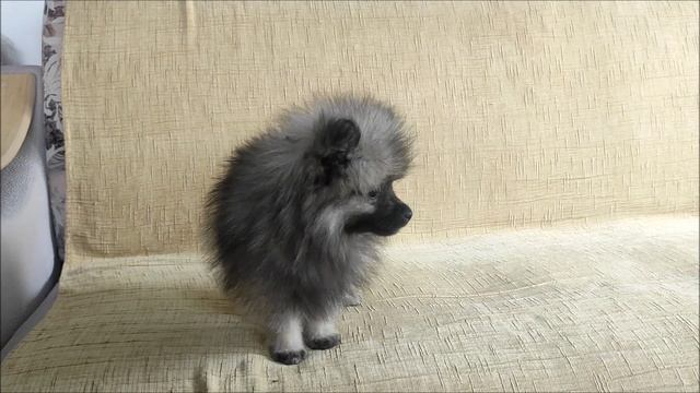 ЩЕНОК КЕЕСХОНДА АЛМАЗНЫЙ ИСТОЧНИК