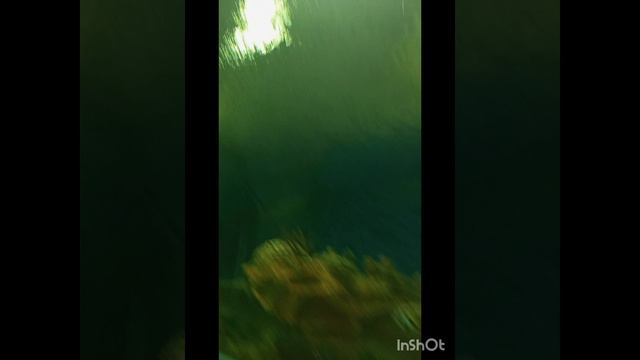океанариум.mp4
