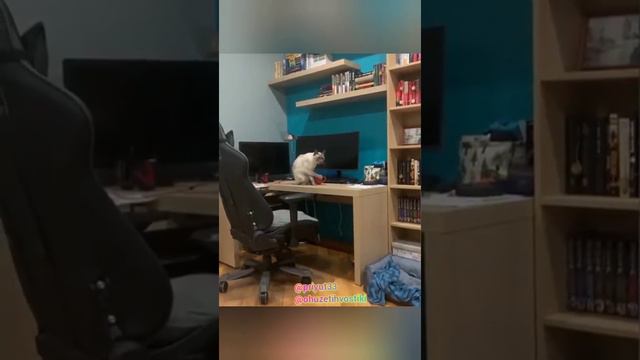 Ох уж эти Хвостики  Выпуск 2
