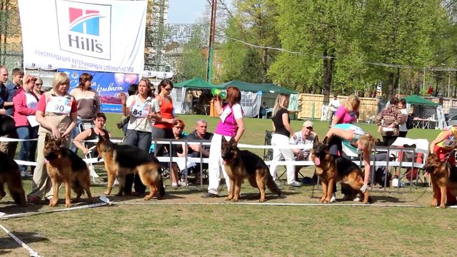 Выставка Смоленск 1-2 мая 2014 КЧК  юниоры кобели