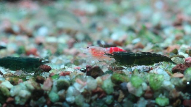 Neocaridina Green Jade Extreem.mov