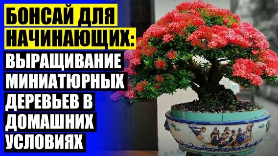 🔵 Комнатные растения для домашнего благополучия ✔ Ярославль авито комнатные цветы