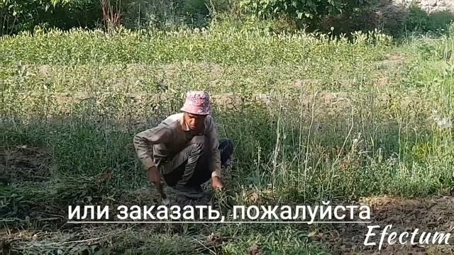 Send the flower to russia.  Send the flower. Export the flower