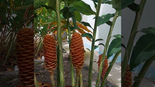 shampoo ginger plant 😇😇😇 super maganda... paparamihin ko to