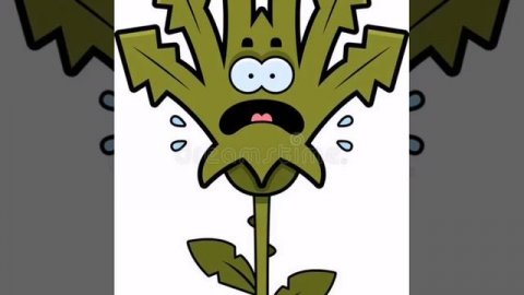 Сорняк и ромашка