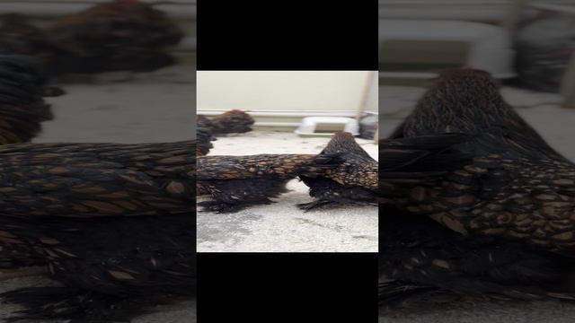 FullSizeRender.mov