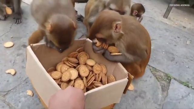 A for apple b for ball c for cat ,apple,d for dog,m for monkey