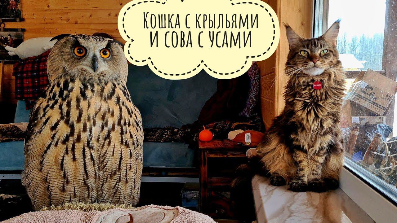 Тут две совы или две кошки? Сова филин Ёль и кошка Морошка решили наладить отношения?
