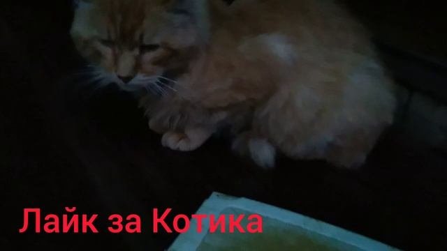 Лайк за Котика