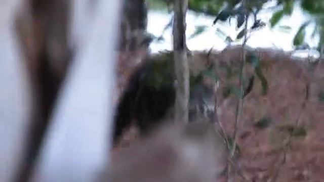 Wakodahatchee Wetlands Raccoon Family Video - Baby Raccoons & Mother - Canon S5 IS
