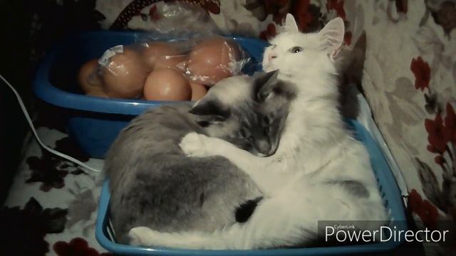 Колыбельная для котика