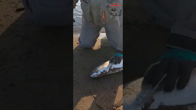 Таймень на Сахалине/ Подпишись☝🏻🤝🏻
