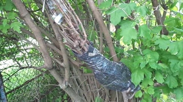 Посылка с саженцами Винограда из интернет Магазина САДОВОД Крым .