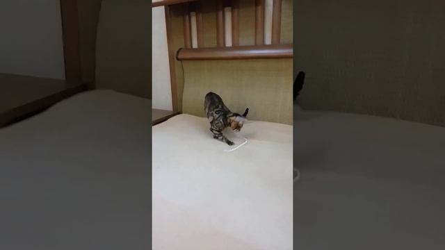 Бенгальский кот
