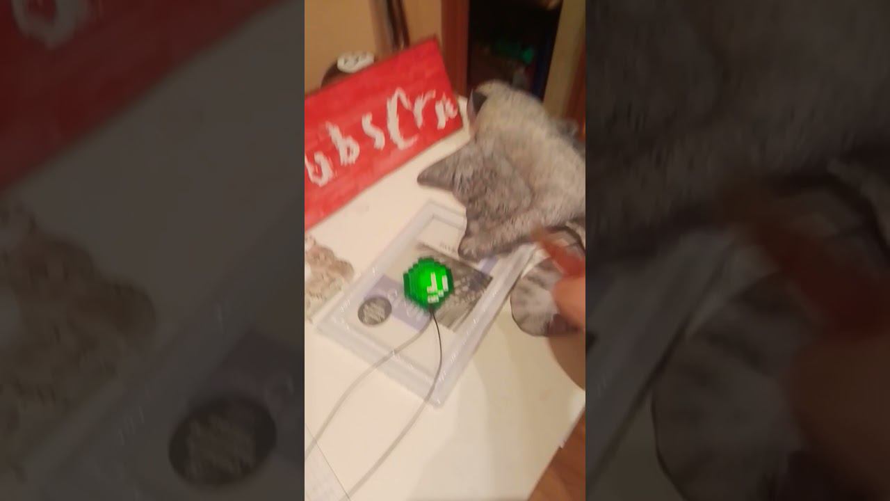 блоптоп  белка-летяга летит #поехали