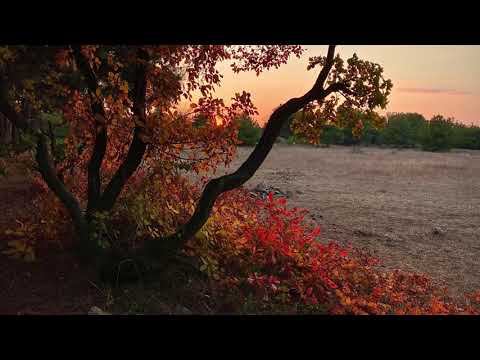 Осенний лес у дома 01.11.21