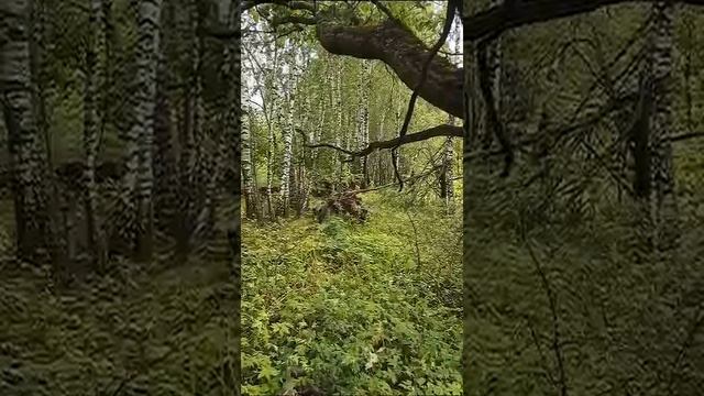 Кабаны