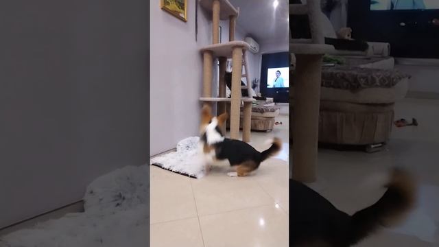 гоняет котов ?? #вельшкоргипемброк