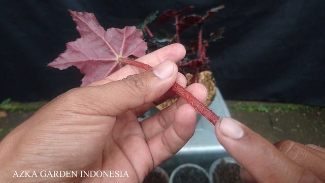 Eps 177 CARA MUDAH PERBANYAK BEGONIA CARA STEK DAUN !! AUTO DAPAT BANYAK ANAKAN !! ANTI GAGAL !!