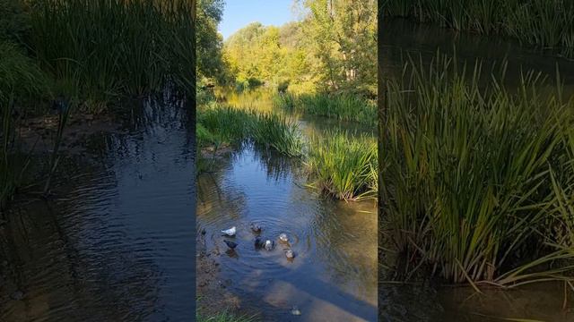 В речке голуби купались