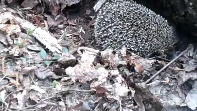 ежик делает домик для себя