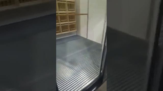 Выставка Голубятни в Германии ?