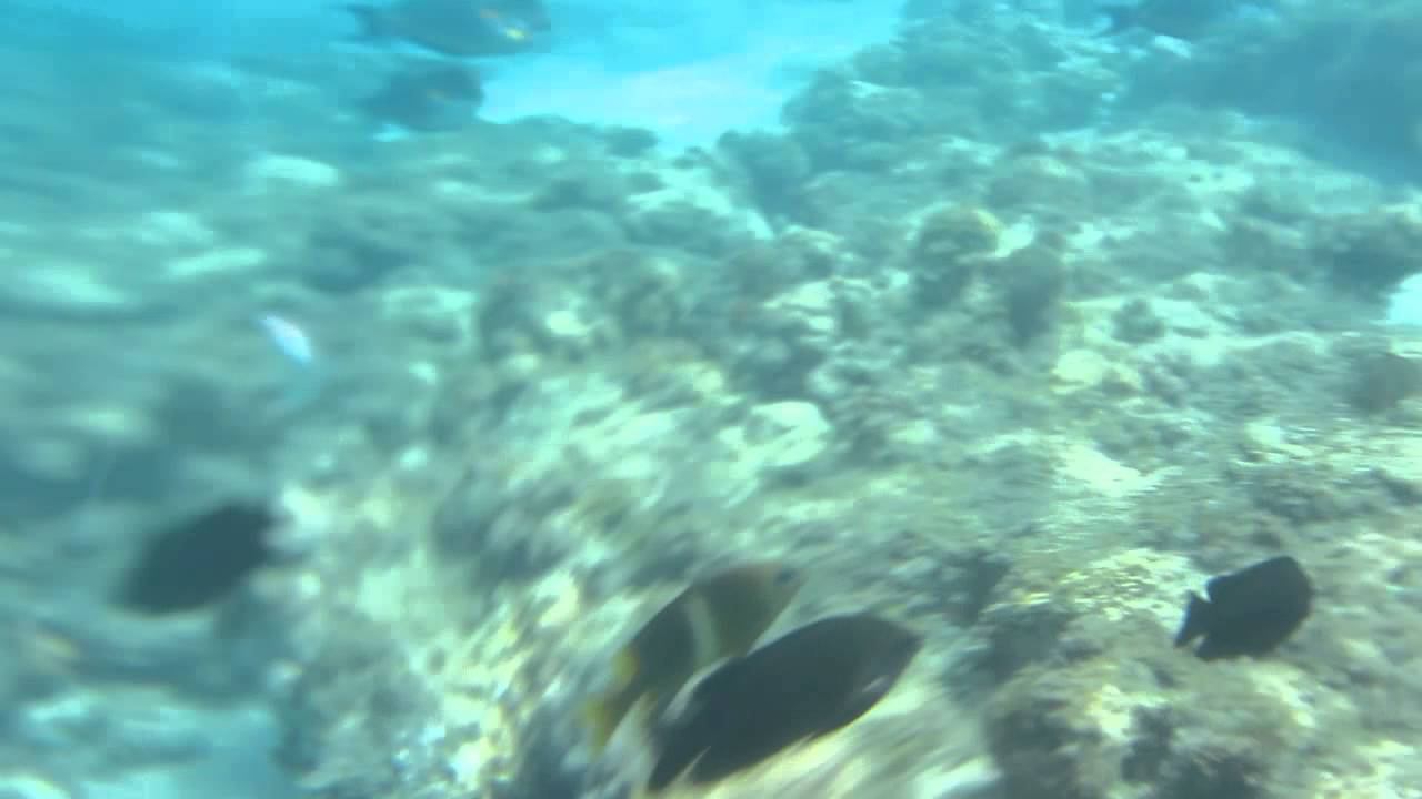 египет 2015  #28 Golden 5 подводный мир