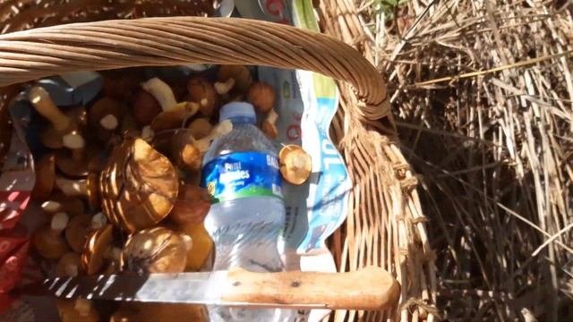 Собираем маслята в окрестностях Барселоны.