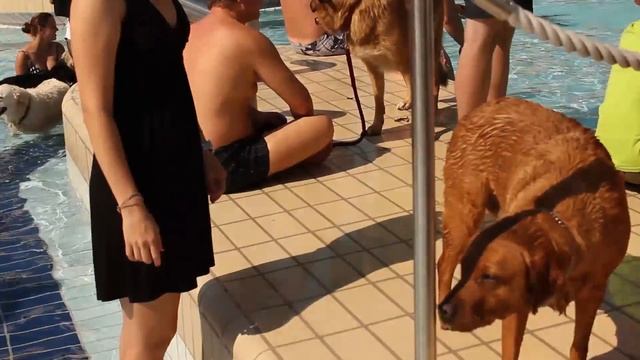 В ГЕРМАНИИ СОБАКИ ХОДЯТ В БАССЕЙН