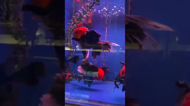 вода водой, а цвет то🔥 оранда чёрная с красной головой