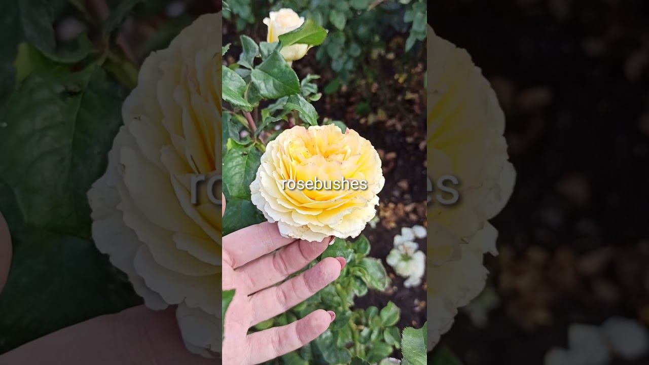 Беатрис Дэвид Остин (Beatrice David Austin Roses) https://rose-bushes.ru/