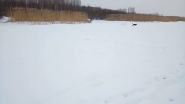 Прогулка 9.01.2022 год..mp4