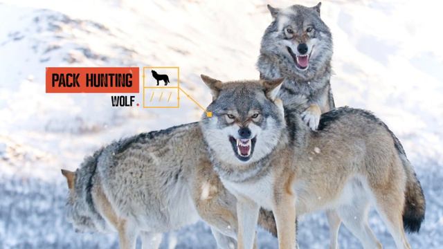 National Geographic Wild - Killer Animal Tactics Wolf ID