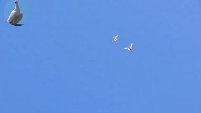 Голуби от УнанаИгра лётРоссия город МайкопPigeons from UnanGame of yearsRussia city of Maykop