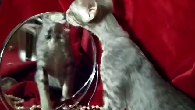 ОРИЕНТАЛЬНАЯ ДЕВОЧКА