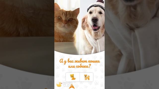 Смотреть видео онлайн