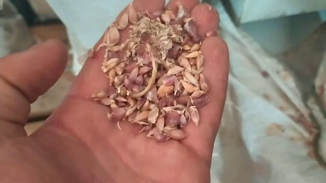 Калибровка воздушки чеснока Любаша .