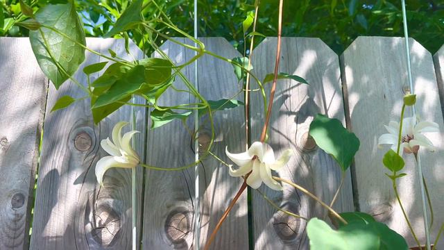 "Princess Kate" clematis blooming brightly in the air
