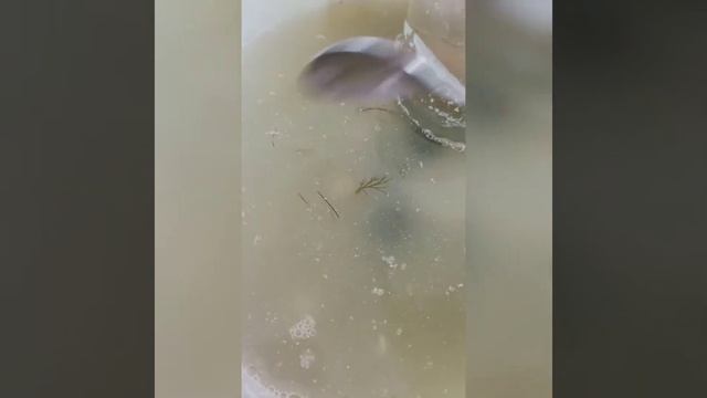 Процесс брожения бочковых огурцов
