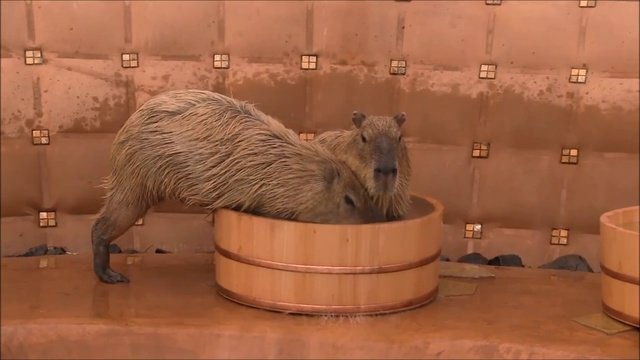 Сауна для капибар