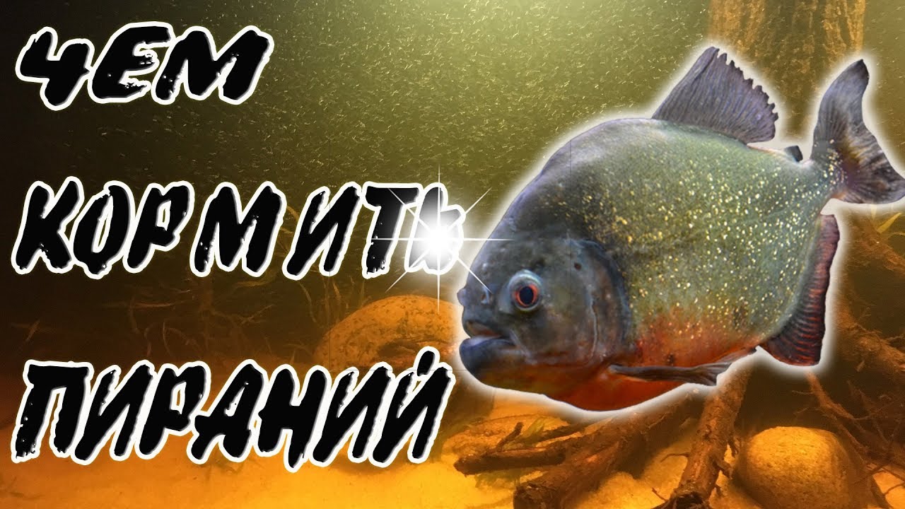 Кормление хищных пираний речной рыбой и морепродуктами..mp4