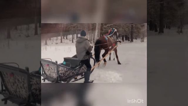 катание на зимней упряжке с лошадью