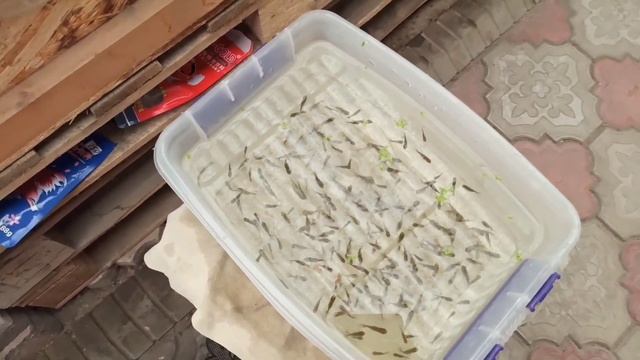 Переселение сортированного малька из маленького бассейна в большой