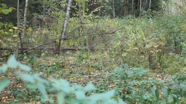Выпускаем диких кабанов в вольер