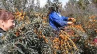 Облепиху собрать непросто!