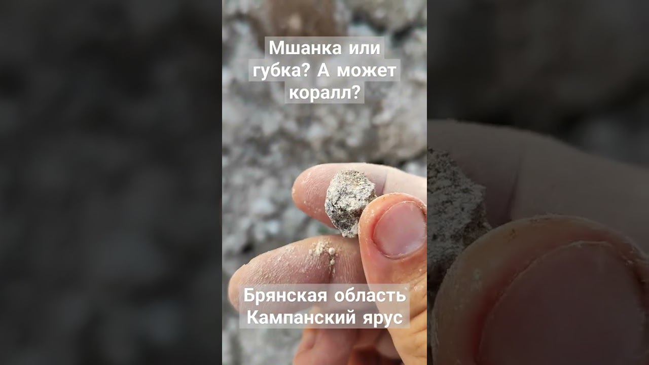 Мшанка, Губка или Коралл? что за окаменелость?