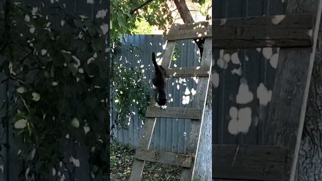 Культурный котенок спускается по лестнице с дерева.