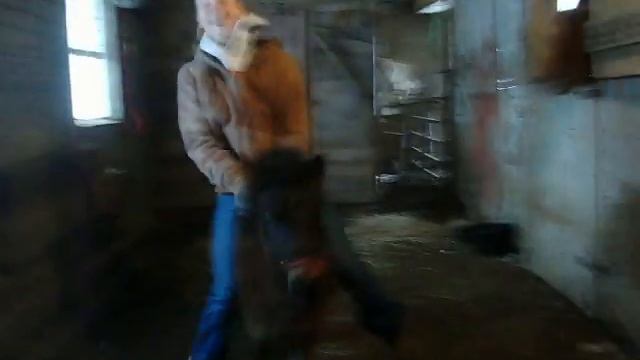 riding a mini pony