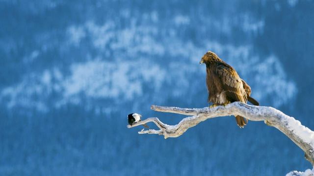 Watch Golden Eagles Close Up in Stunning 4k Resolution!